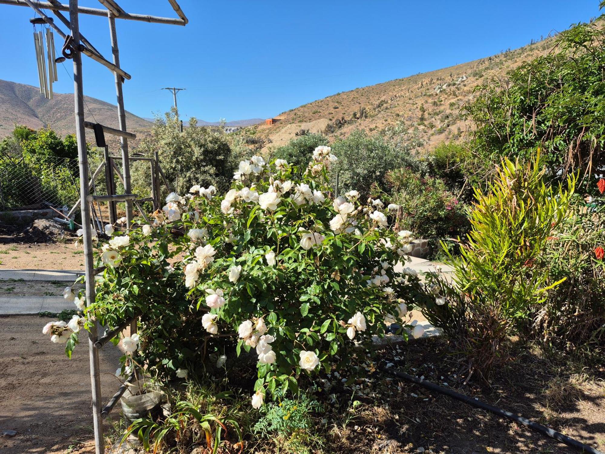 Hostal Los Almendros Canela Baja Esterno foto