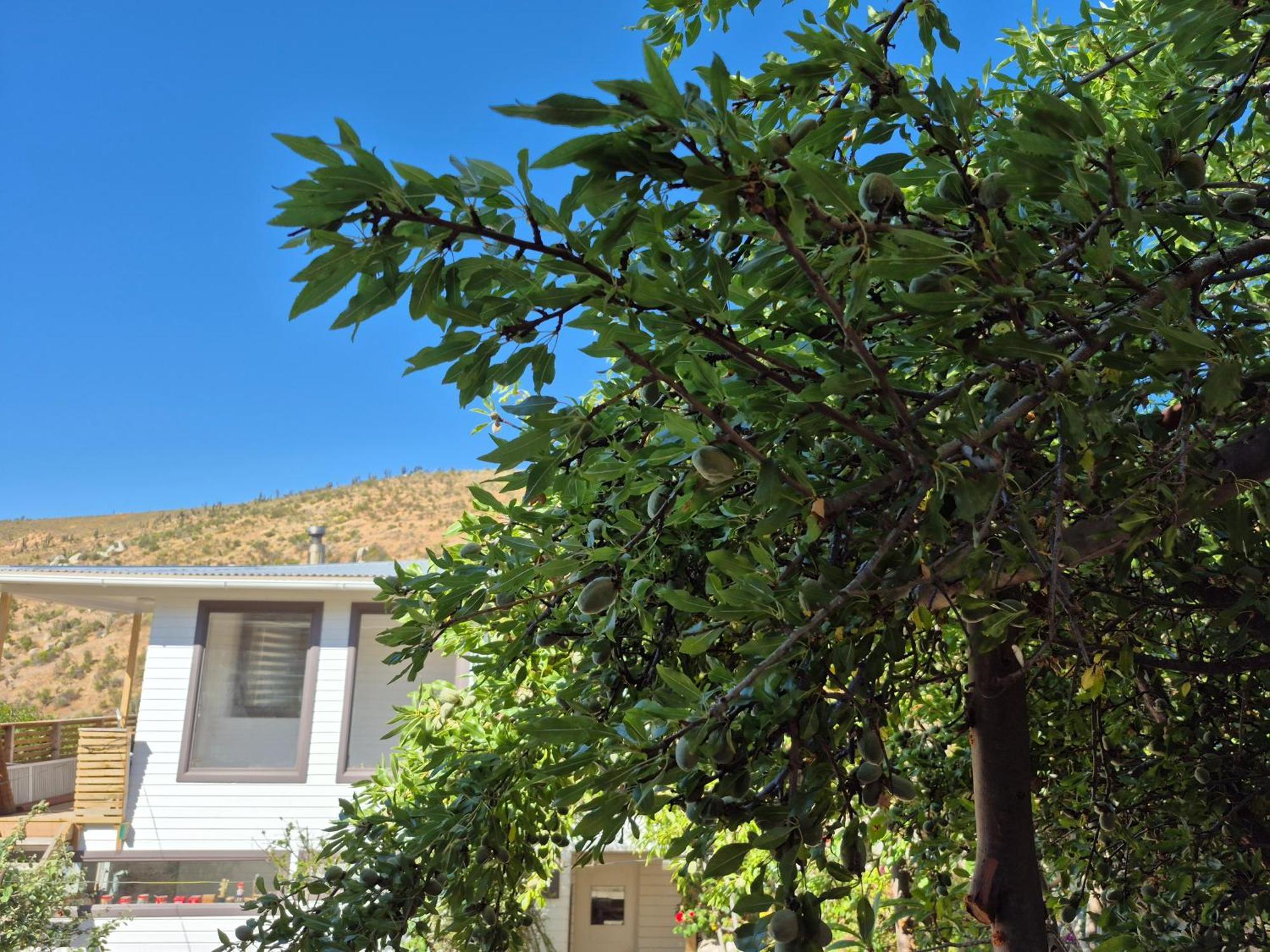 Hostal Los Almendros Canela Baja Esterno foto