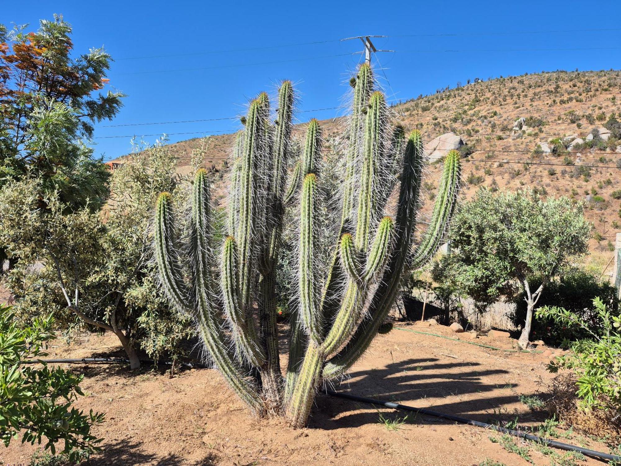 Hostal Los Almendros Canela Baja Esterno foto