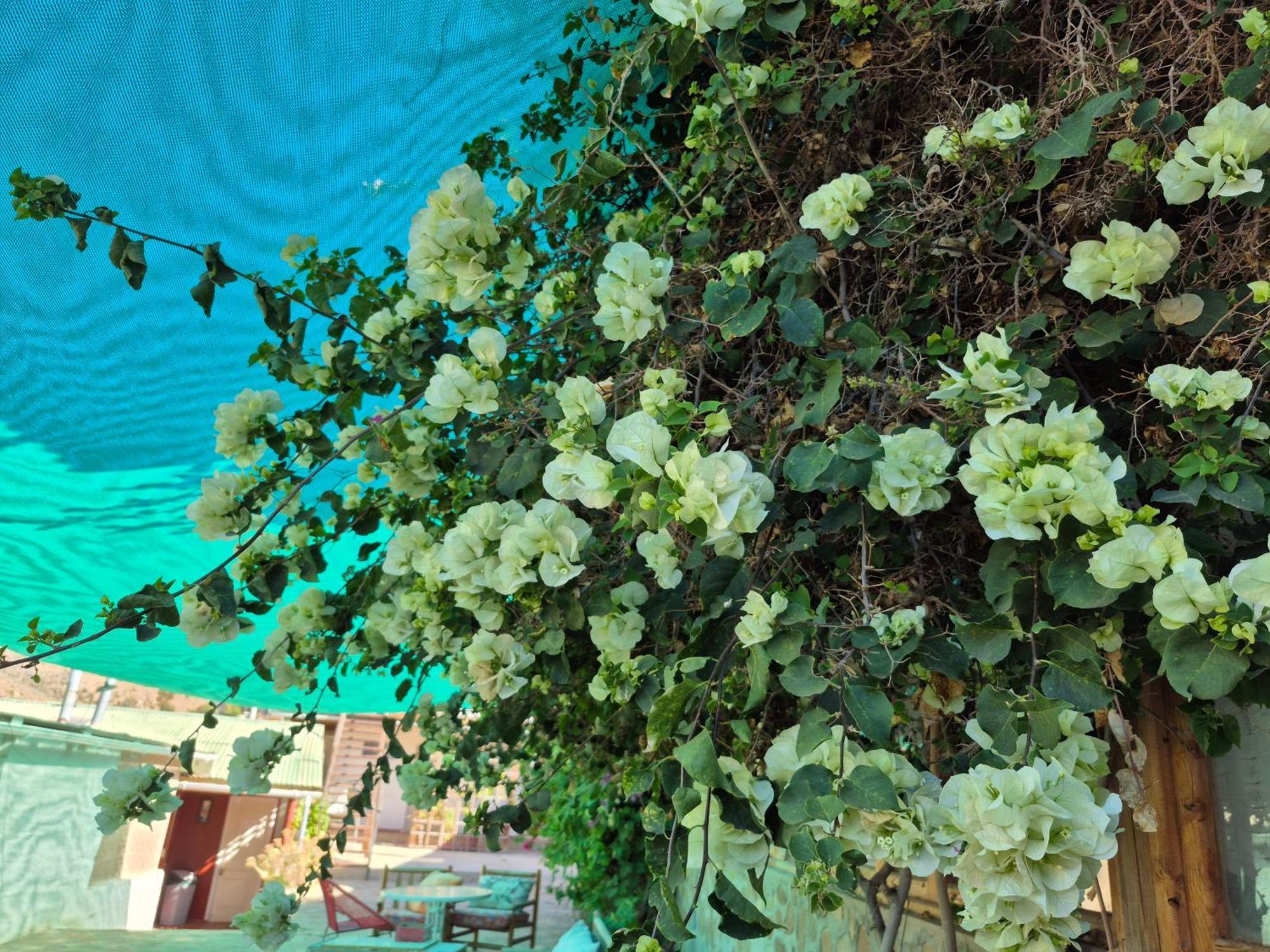 Hostal Los Almendros Canela Baja Esterno foto